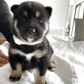 柴犬(標準サイズ)