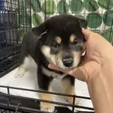 柴犬(標準サイズ)【大阪府・男の子・2024年10月2日・黒毛】の写真1「健康的で、穏やかな性格な男の子です♪」