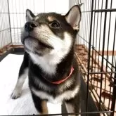 柴犬(標準サイズ)