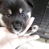 柴犬(標準サイズ)