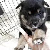 柴犬(標準サイズ)