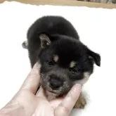 柴犬(標準サイズ)