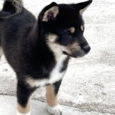柴犬(標準サイズ)