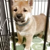 柴犬(標準サイズ)