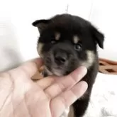 柴犬(標準サイズ)