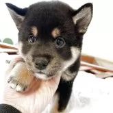 柴犬(標準サイズ)