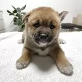 柴犬(標準サイズ)