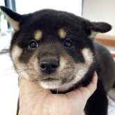 柴犬(標準サイズ)