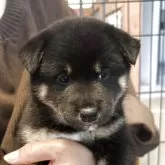 柴犬(標準サイズ)