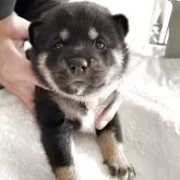 柴犬(標準サイズ)