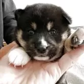 柴犬(標準サイズ)