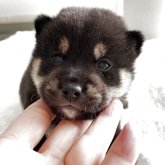 柴犬(標準サイズ)