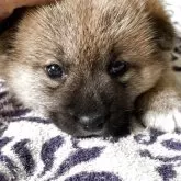 柴犬(標準サイズ)