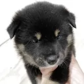 柴犬(標準サイズ)