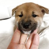 柴犬(標準サイズ)