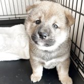柴犬(標準サイズ)
