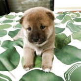 柴犬(標準サイズ)