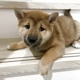 柴犬(標準サイズ)