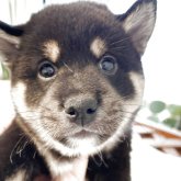 柴犬(標準サイズ)