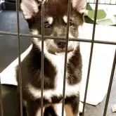 柴犬(標準サイズ)【大阪府・女の子・2025年3月22日・黒毛】の写真2「軽い健康診断済みです異常ありません。両親遺伝子検査クリア」