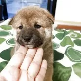 柴犬(標準サイズ)【大阪府・男の子・2025年3月22日・赤毛】の写真2「とても人懐っこく可愛いです💕」