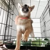 柴犬(標準サイズ)【大阪府・男の子・2025年3月22日・赤毛】の写真3「柴犬らしくなって来ました^_^」