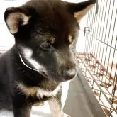 柴犬(標準サイズ)【大阪府・女の子・2025年3月30日・黒毛】の写真3