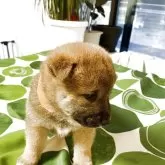 柴犬(標準サイズ)【大阪府・男の子・2025年3月22日・赤毛】の写真3