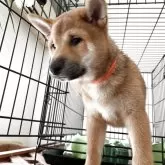 柴犬(標準サイズ)【大阪府・男の子・2025年3月22日・赤毛】の写真6