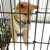 柴犬(標準サイズ)【大阪府・男の子・2025年3月22日・赤毛】の写真6