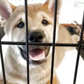 柴犬(標準サイズ)【大阪府・男の子・2025年3月22日・赤毛】の写真7
