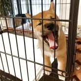 柴犬(標準サイズ)【大阪府・男の子・2025年3月30日・赤毛】の写真8