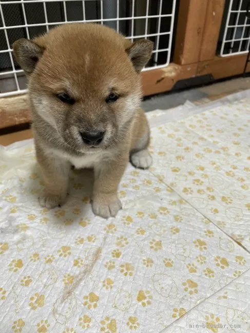 ID:2202-04000の子犬