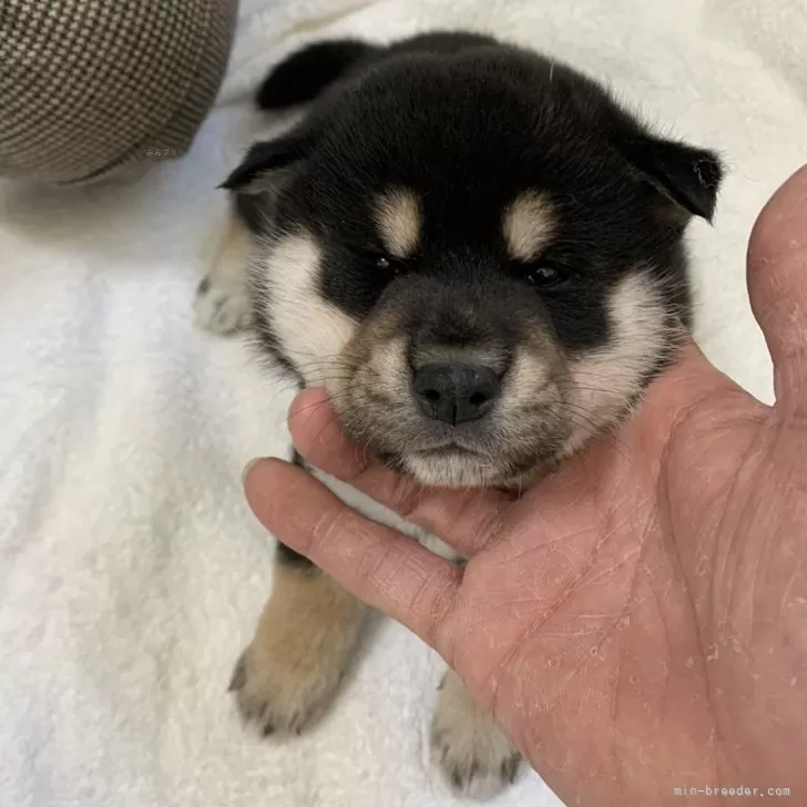 ID：2403-06146の子犬