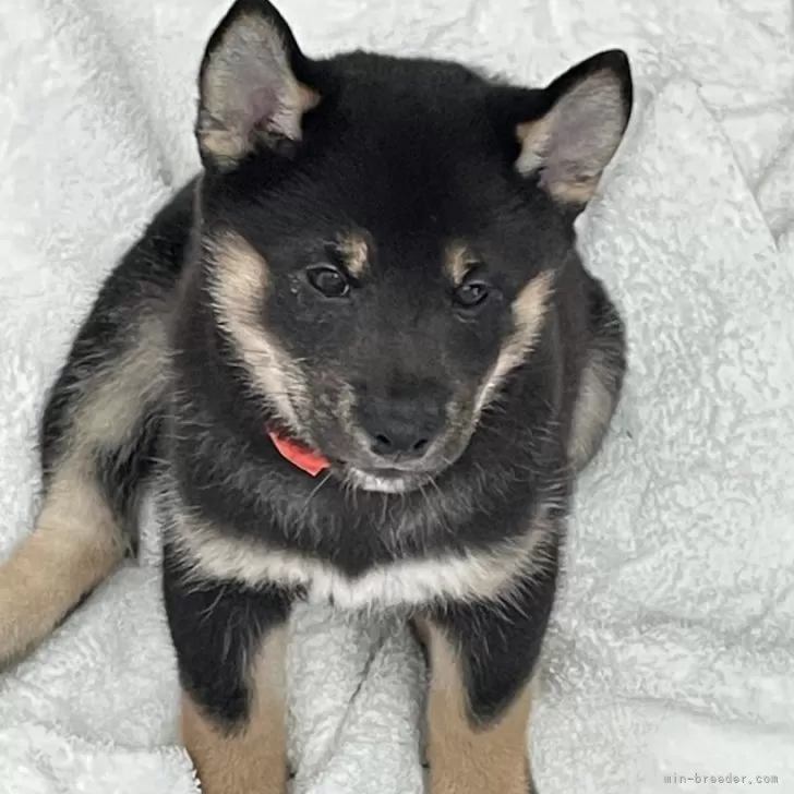 J.Y 様のお迎えした子犬