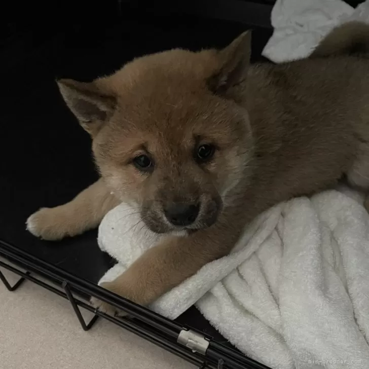 ID：2403-02324の子犬