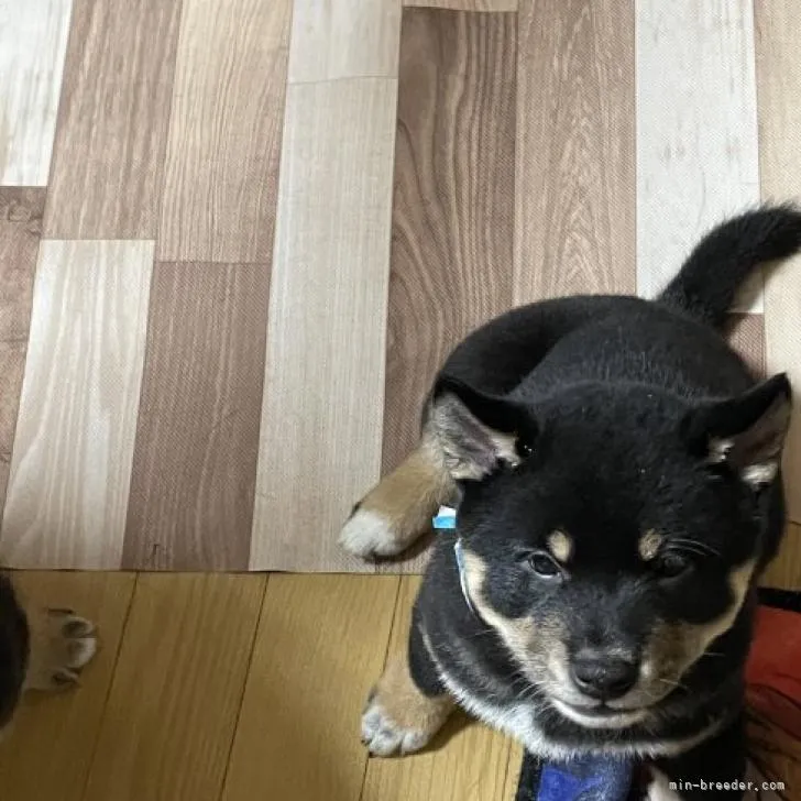 ID:2211-01198の子犬
