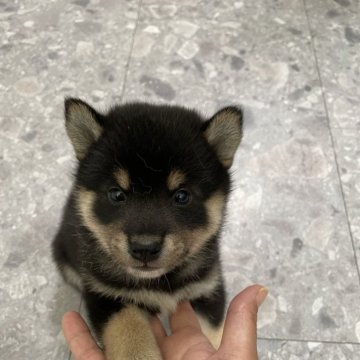 柴犬(標準サイズ)【大阪府・男の子・2024年6月2日・黒毛】の写真「🩷両親小柄です♪人懐っこいです。」