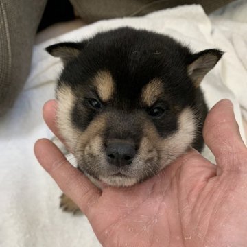 柴犬(標準サイズ)【大阪府・男の子・2024年3月2日・黒毛】の写真「人懐っこくて、おとなしいです。お父さん小さいです♪」