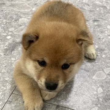 柴犬(標準サイズ)【大阪府・男の子・2024年6月2日・赤毛】の写真「７/22日お引渡し可能🩷両親　小柄です♪」