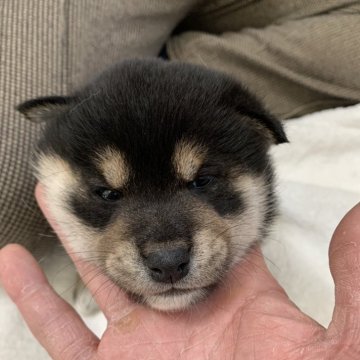 柴犬(標準サイズ)【大阪府・男の子・2024年3月2日・黒毛】の写真「人懐っこく、おとなしいです。お父さん小さいです♪」