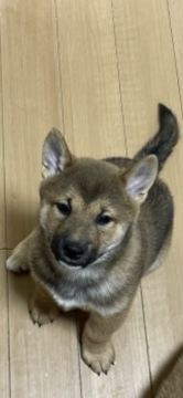 柴犬(標準サイズ)【大阪府・男の子・2022年1月9日・赤毛】の写真「黒めの赤毛　人が大好きです。両親遺伝子検査クリア」