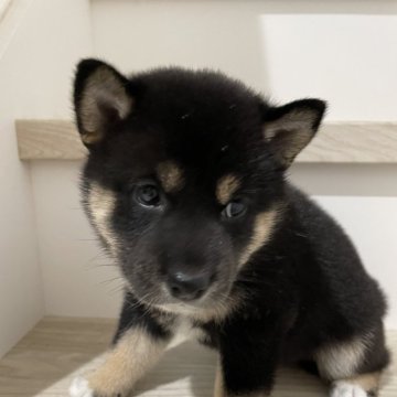 柴犬(標準サイズ)【大阪府・女の子・2024年5月25日・黒毛】の写真「直ぐにお引渡しで来ます♪お父さん小柄です。」