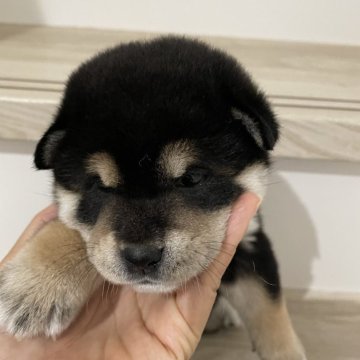 柴犬(標準サイズ)【大阪府・女の子・2024年10月2日・黒毛】の写真「お父さん小柄です♪とても可愛いです💕」