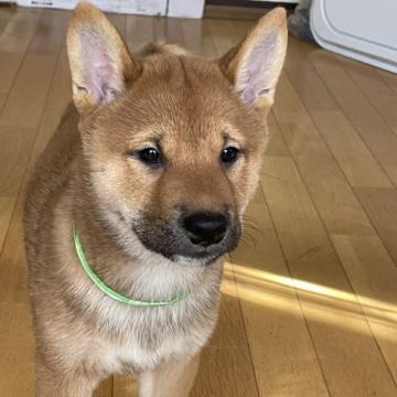 柴犬(標準サイズ)【大阪府・男の子・2022年9月25日・赤毛】の写真「両親遺伝子検査クリアです。人が大好きです♪」