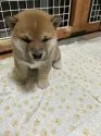 柴犬(標準サイズ)【大阪府・男の子・2022年1月9日・赤毛】の写真1