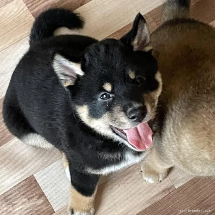 ID:2211-01190の子犬
