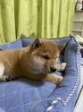 柴犬(標準サイズ)【大阪府・男の子・2022年1月9日・赤毛】の写真3