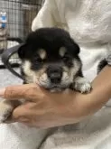 柴犬(標準サイズ)【大阪府・男の子・2024年10月2日・黒毛】の写真3