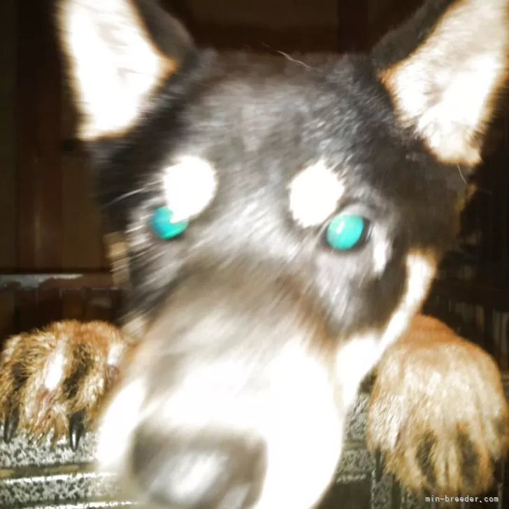 柴犬(標準サイズ)【岐阜県・男の子・2025年5月8日・黒】の写真1